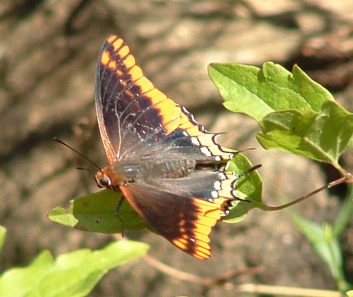 Charaxes jasius